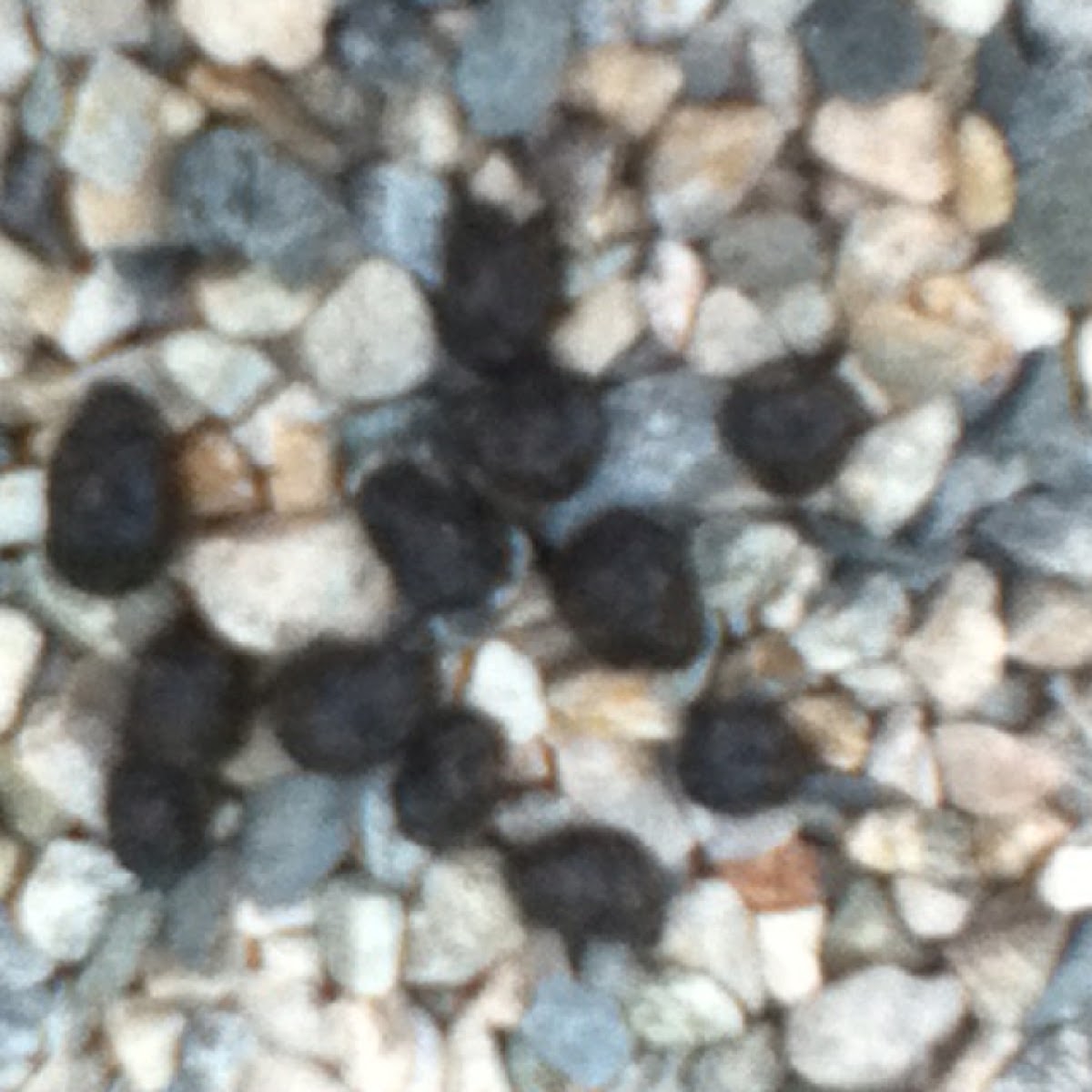 Eastern Cottontail Droppings