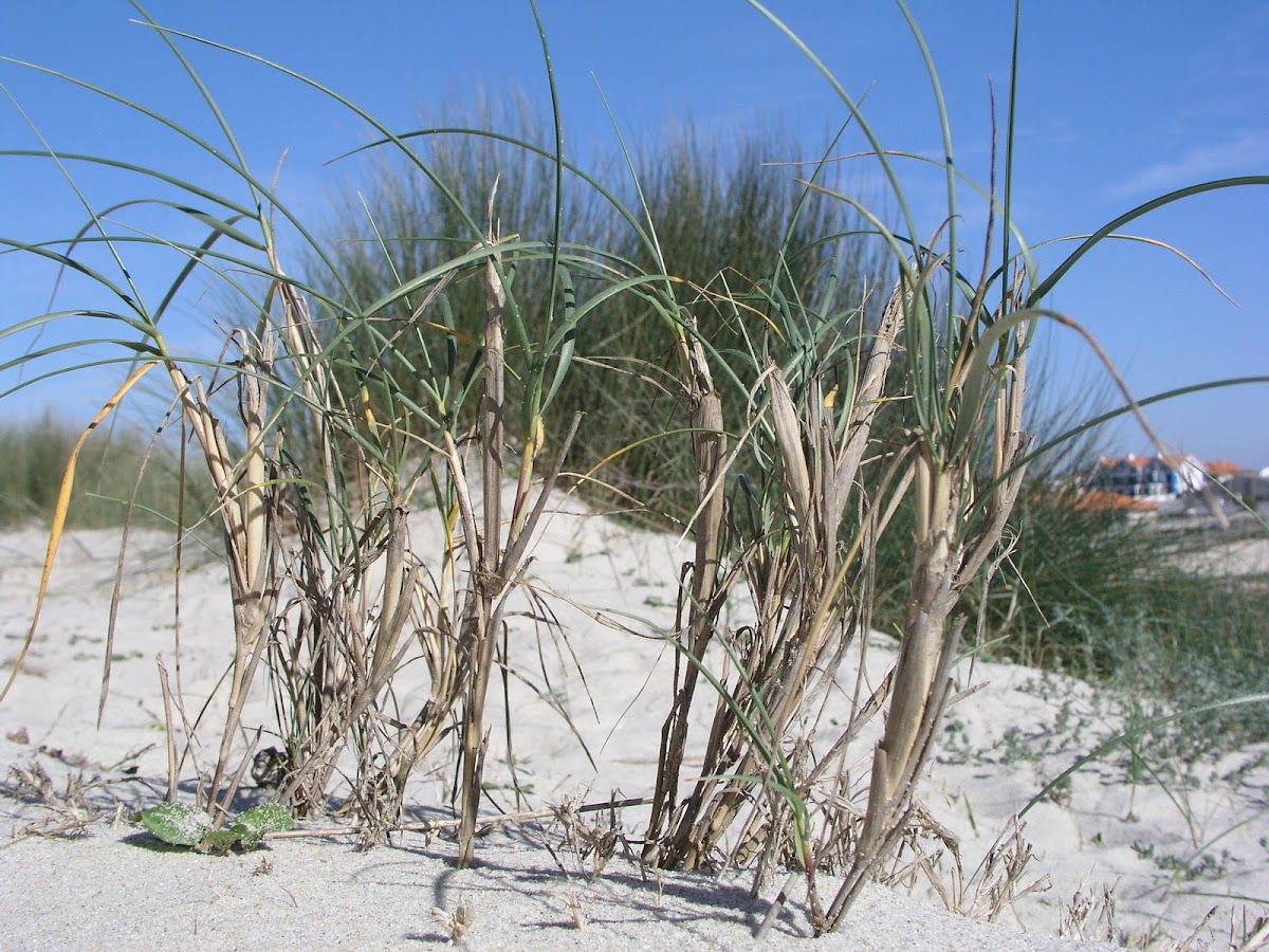 Sand Grass