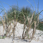 Sand Grass