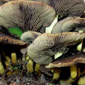 Shroom Tower by Dianne Stephens-Miller - Nature Up Close Mushrooms & Fungi