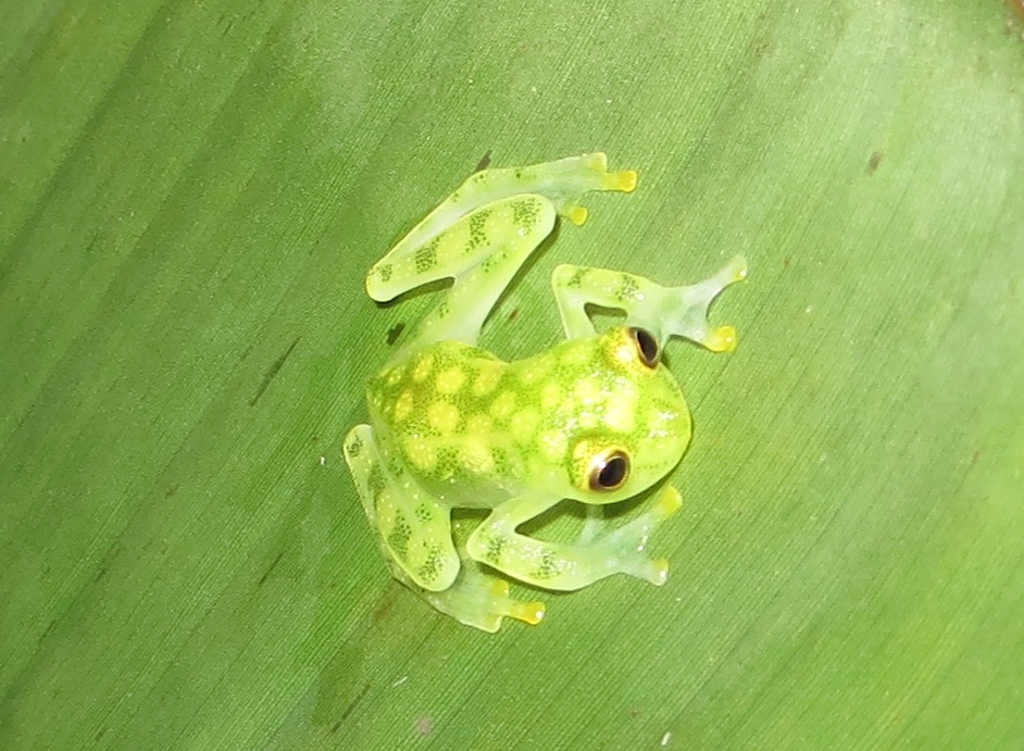La Palma Glass Frog