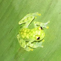 La Palma Glass Frog