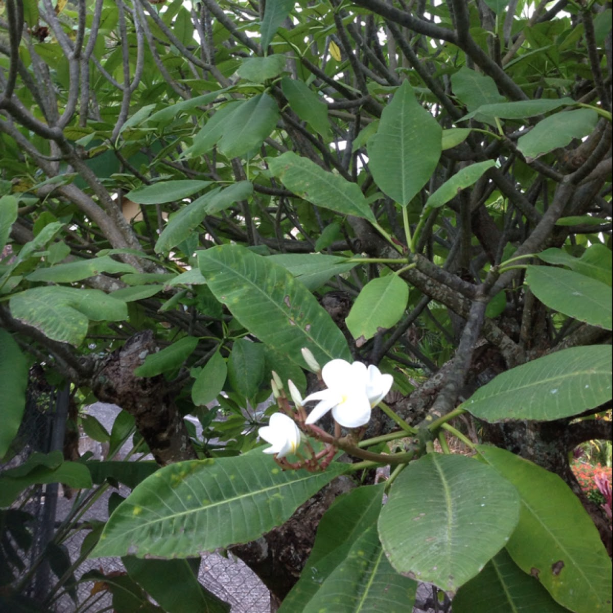 White plumeria tree