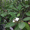 White plumeria tree