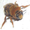 Colletidae bee