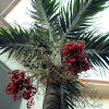 Manila palm, Christmas palm