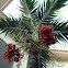 Manila palm, Christmas palm