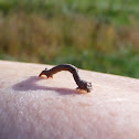 inchworm, geometer moth caterpillar
