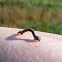 inchworm, geometer moth caterpillar
