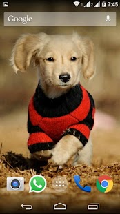 Cute Little Puppies Wallpapers Screenshots 16
