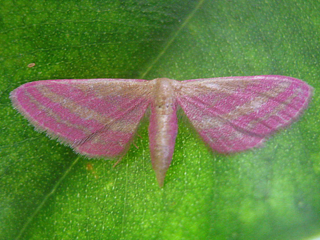 Raspberry Wave Moth