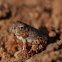 Sand Frog