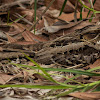 Large-Tailed Nightjar