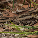 Large-Tailed Nightjar