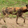 Wild Dog : Swahili- Mbwa mwitu