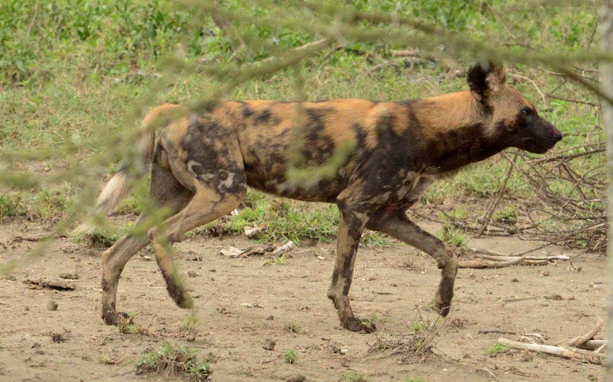 Wild Dog : Swahili- Mbwa mwitu