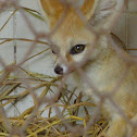 Fennec Fox