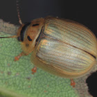 Two spotted leaf beetle