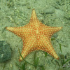 Cushing Sea Star (Yellow)