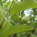 Kullu Apple