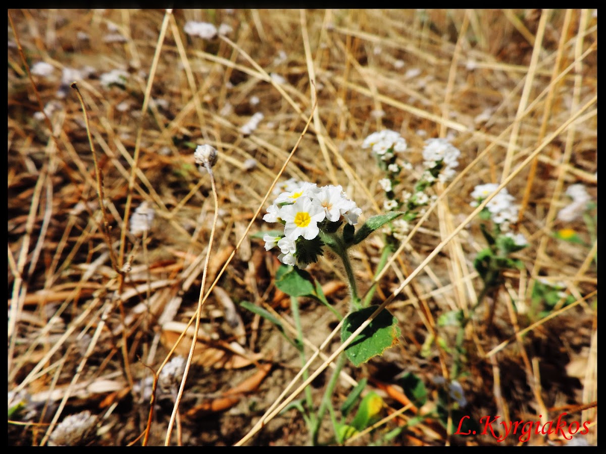 European Heliotrope