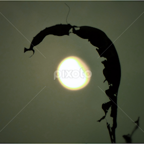 by Annesha Dasgupta - Nature Up Close Trees & Bushes