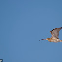 Eurasian Curlew