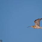 Eurasian Curlew