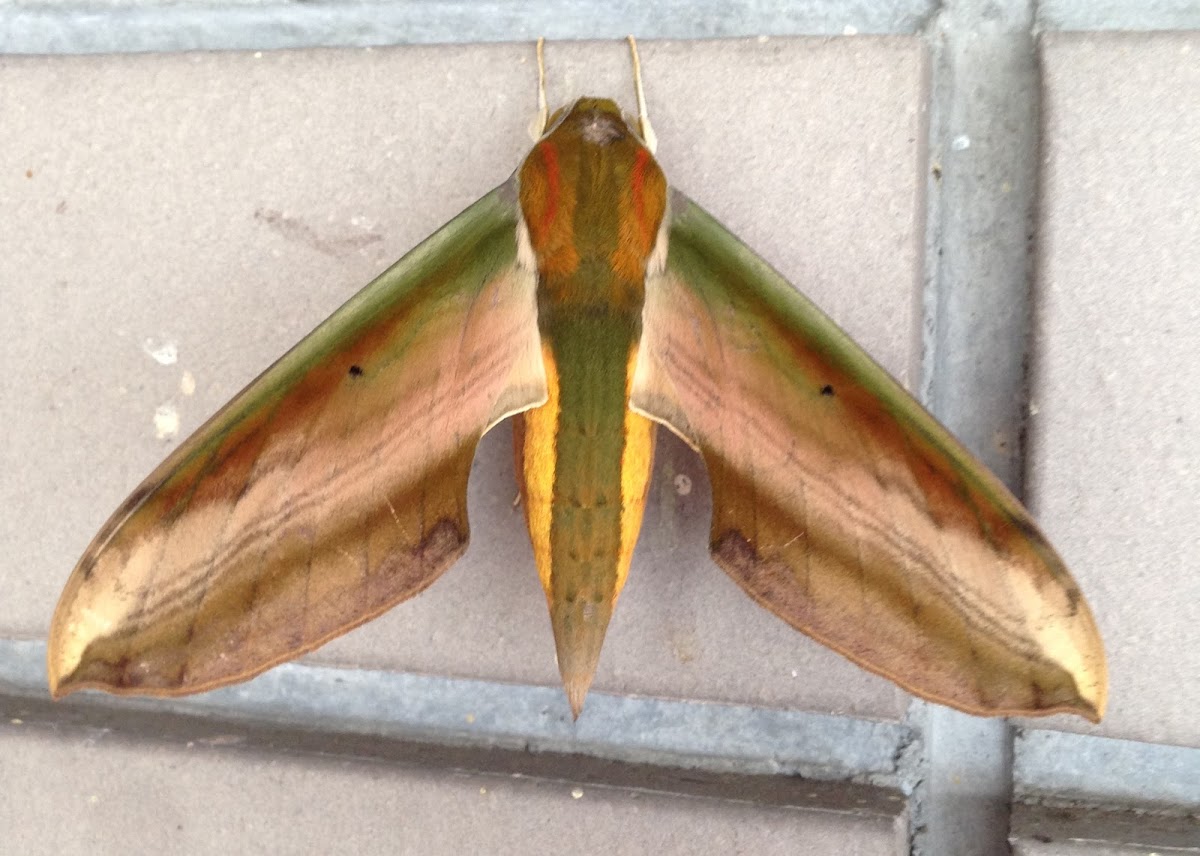 yam hawk moth