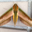 yam hawk moth