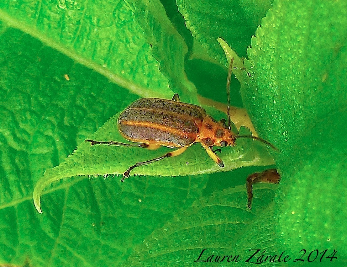 Striped Leaf Beetle