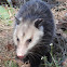 North American opossum