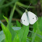 Cabbage White (male)