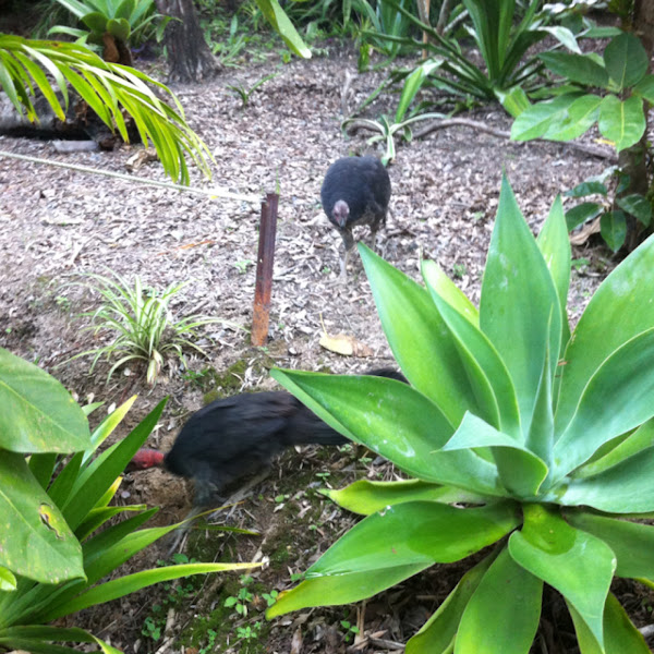 Bush turkeys Project Noah