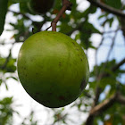 Pong Pong / Sea apple tree / Poison tree