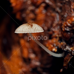 Lonely by Ellmok Mokh - Nature Up Close Mushrooms & Fungi