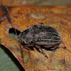 Undetermined leaf beetle