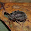Undetermined leaf beetle
