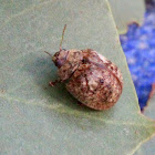 Tortoise leaf beetle