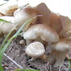 symbiotic fungi