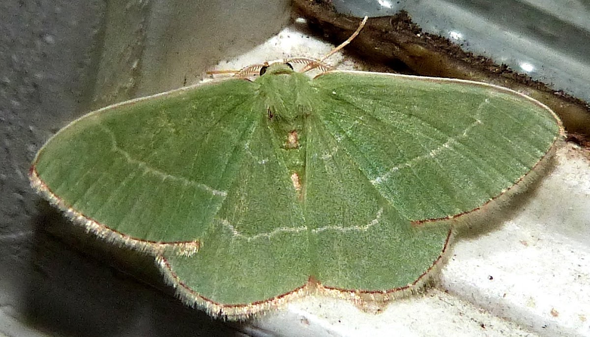 Red- Fringed Emerald Moth