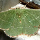Red- Fringed Emerald Moth