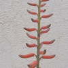 flowers of Aloe vera