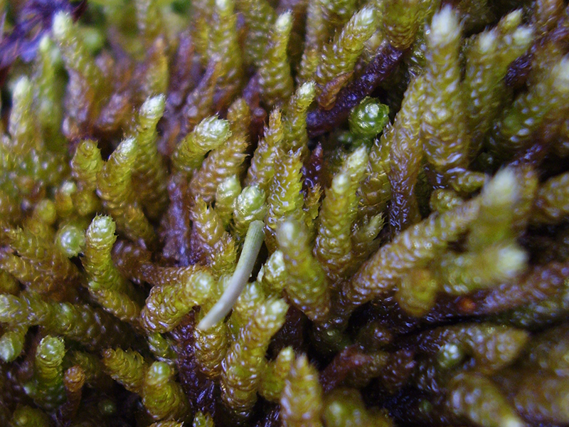 Fat worm moss