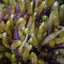 Fat worm moss