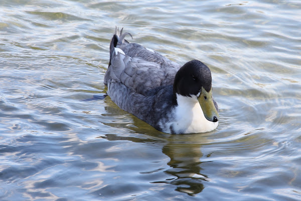 (Male) Swedish Blue Duck | Project Noah