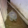 More Egg, More Egg :) (SE Asia Box Turtle)