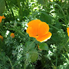 California poppy (golden poppy, California sunlight, cup of gold)