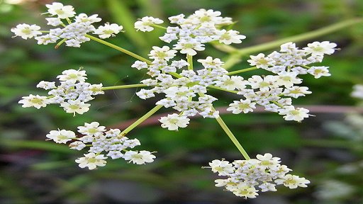 Hierbas Aromáticas