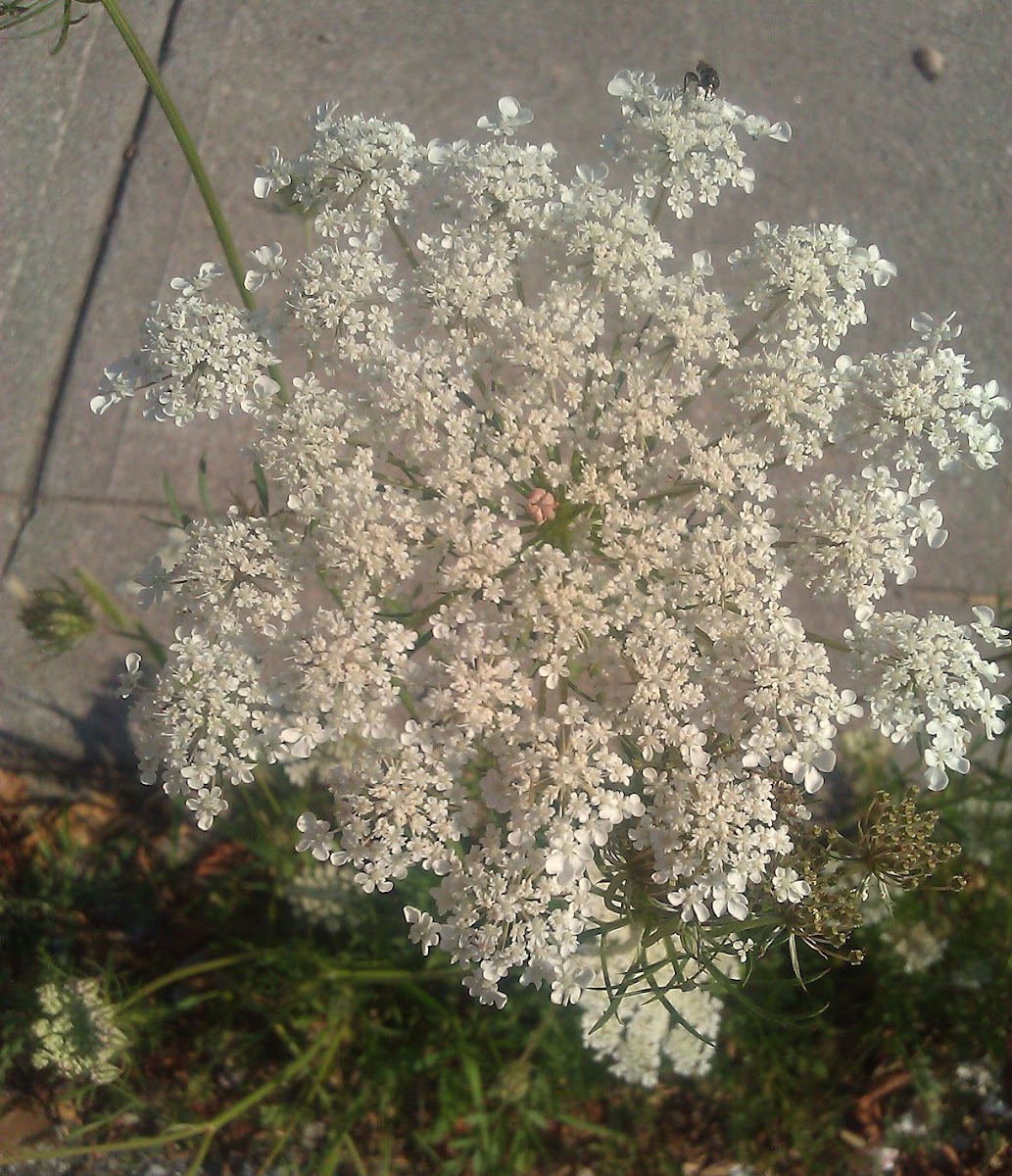 Queen Anne's Lace (Wild  Carrot)
